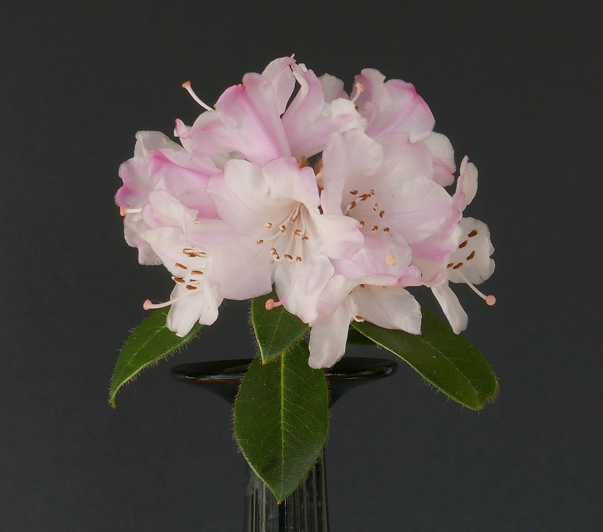 R. ciliatum